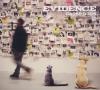 Evidence - Cats & Dogs CD (Digipak)