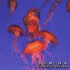 Numina - Symbiotic Spaces CD